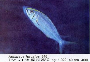 Aphareus furcatus
